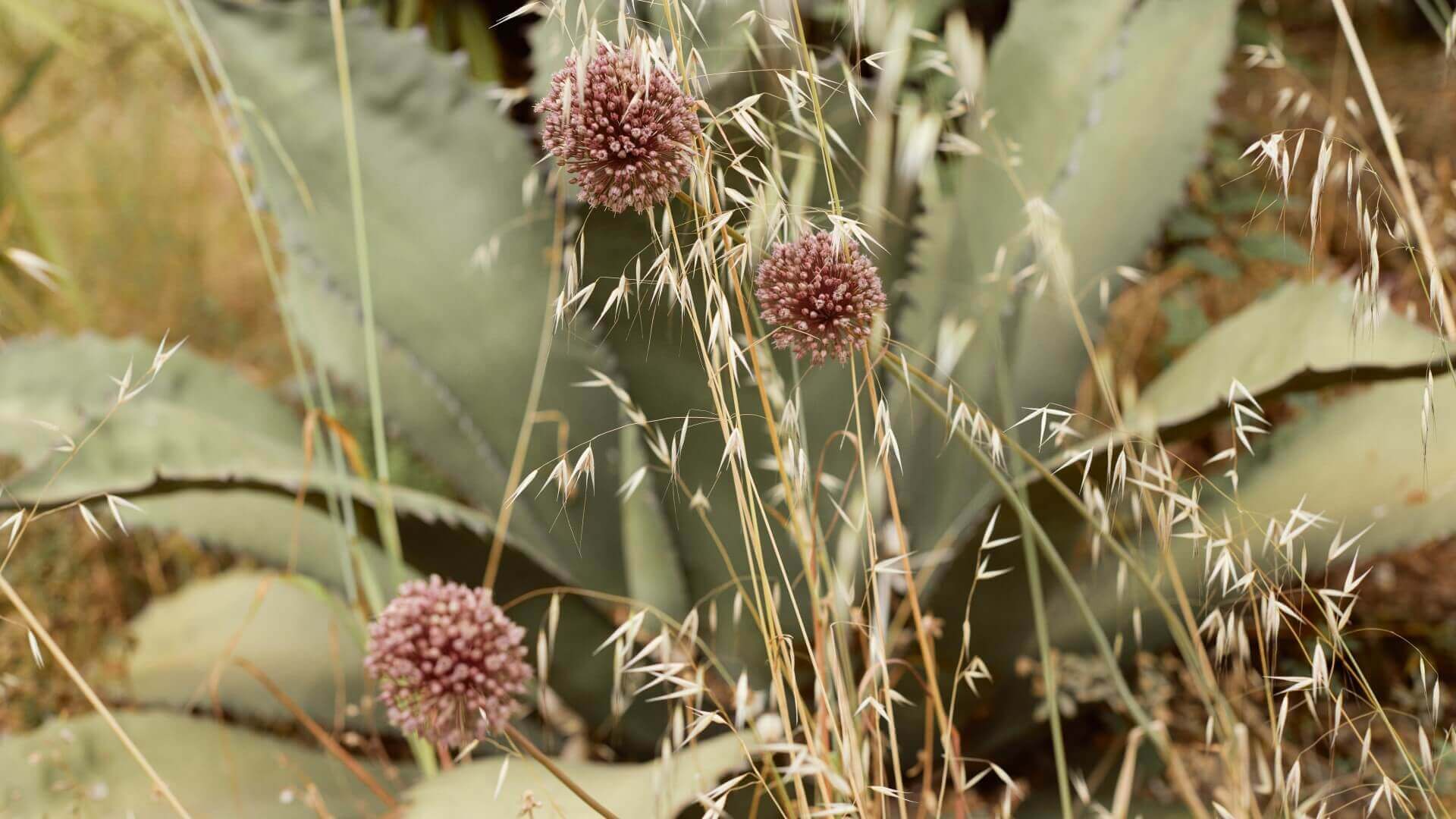 Óleo vegetal orgânico